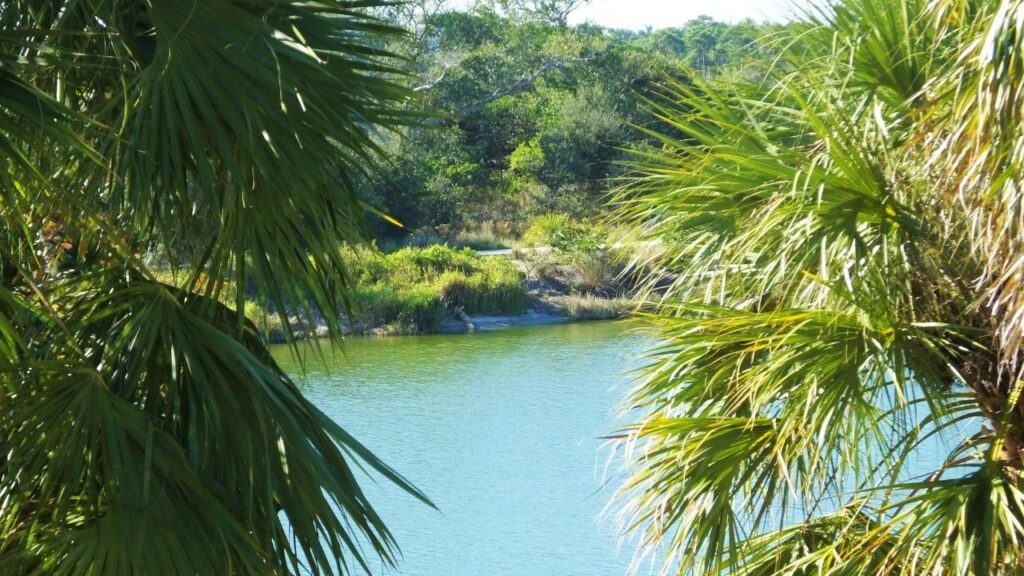 "Calm Florida lake viewed through overhanging palm tree fronds, surrounded by natural greenery