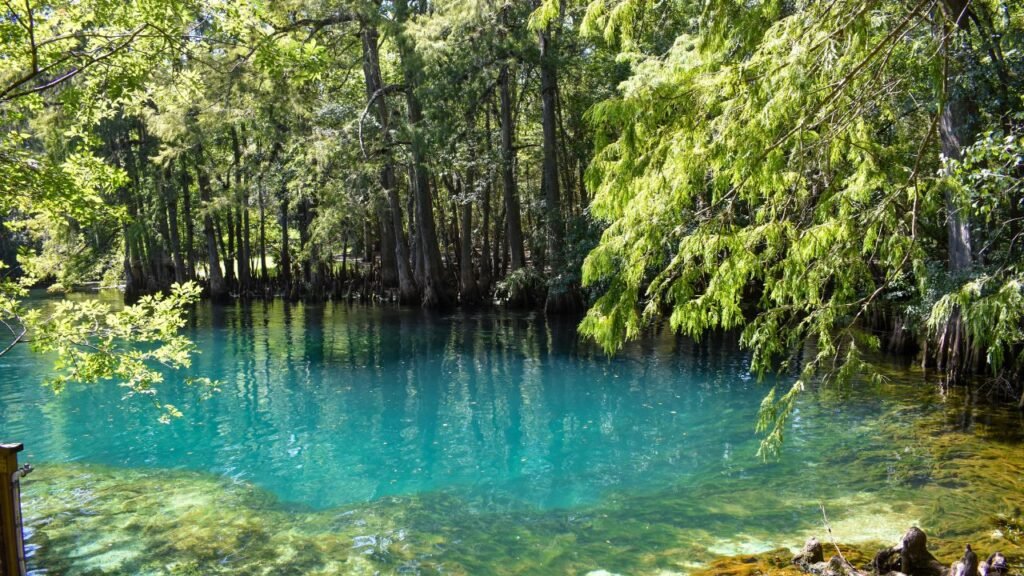 Turquoise waters of Manatee Springs surrounded by sunlit cypress trees in Florida