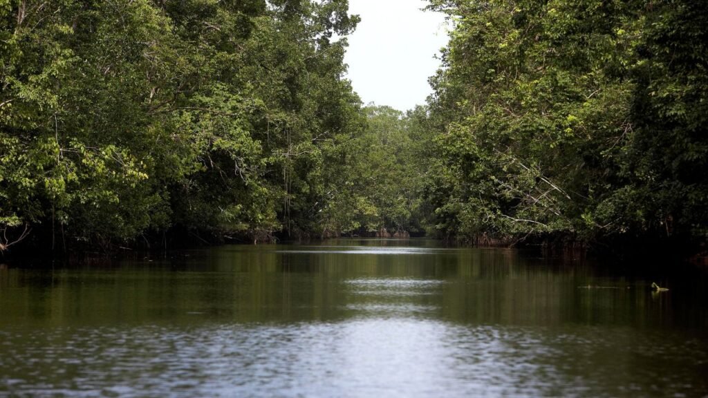 Calm river winding through dense mangrove forest in the Orinoco Delta, Venezuela
