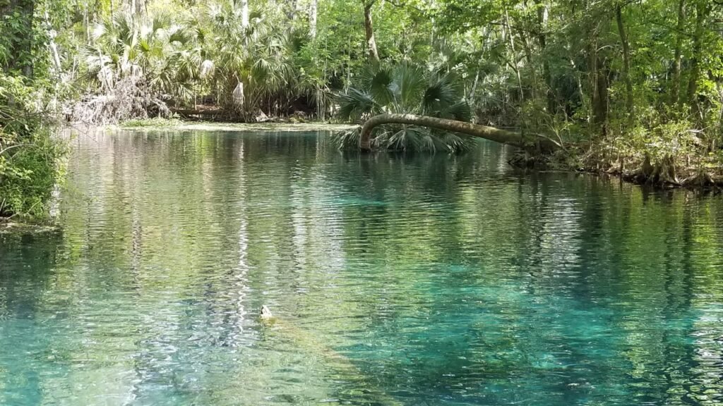 Silver Springs in Florida with clear turquoise water and a palm tree leaning over the surface