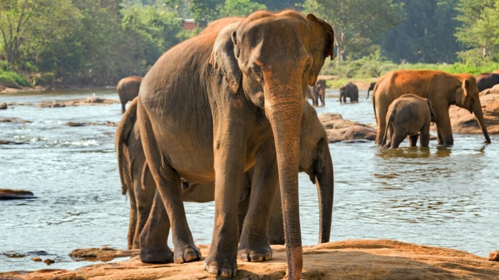 Herd of Asian elephants bathing and drinking in a river at Pinnawala, Sri Lanka, including a baby elephant