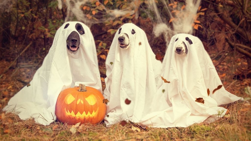 Three dogs dressed in white ghost costumes sitting beside a carved pumpkin in an autumn setting