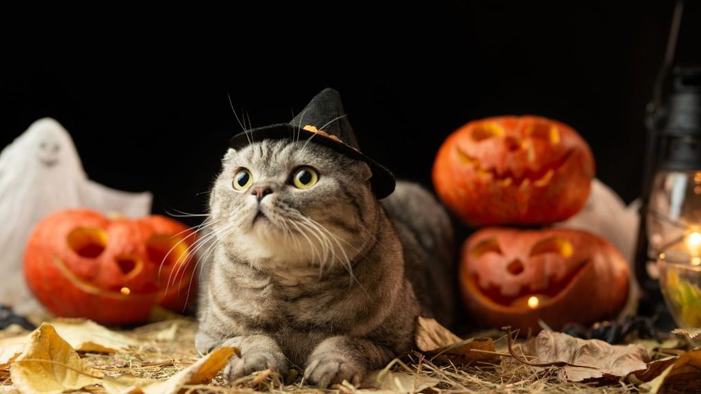 Gray tabby cat wearing a small witch hat surrounded by carved jack-o'-lanterns and a ghost decoration