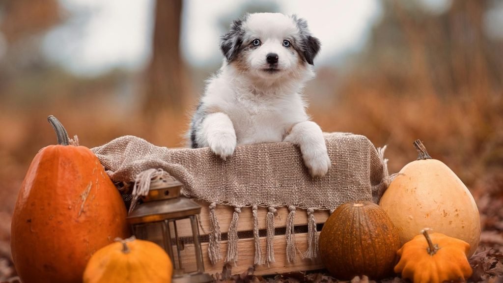 Fluffy Australian Shepherd puppy peeking out of a wooden crate surrounded by pumpkins and fall leaves